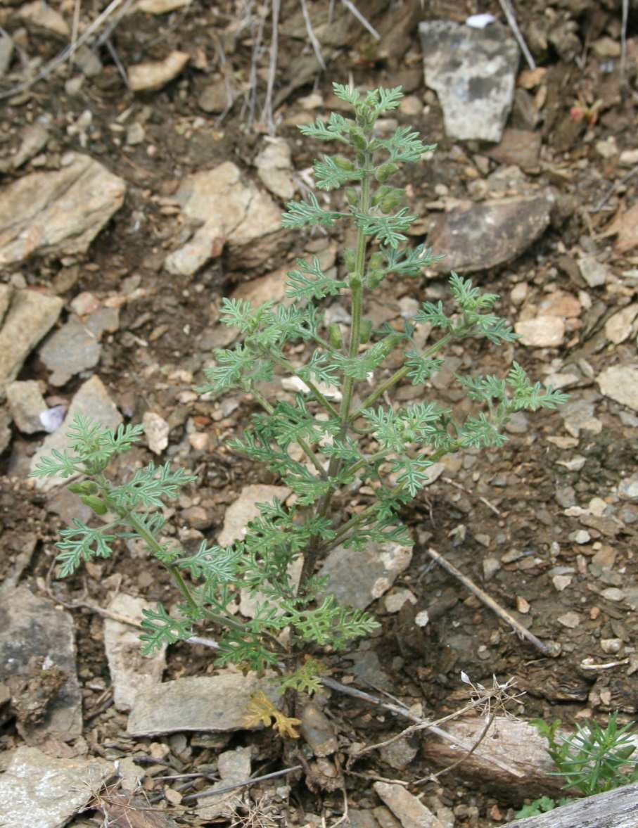 Sutě Druhy české flóry s převážnou vazbou výskytu na sutě Cryptogramma crispa Galeopsis angustifolia G.