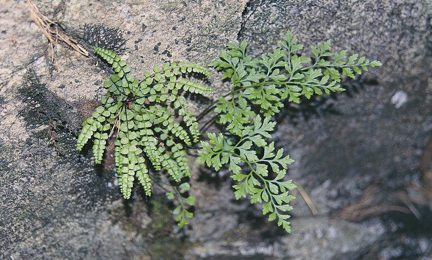 Asplenion cuneifolii vegetace hadcových skal s Asplenium cuneifolium, A.