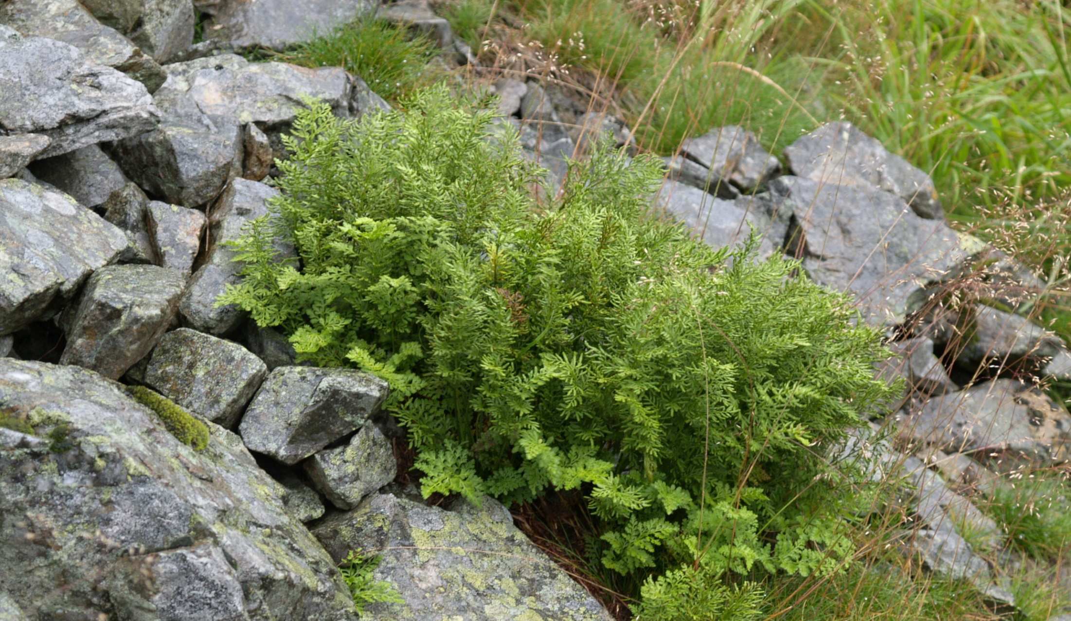 Androsacion alpinae vegetace alpínských sutí s Cryptogramma crispa