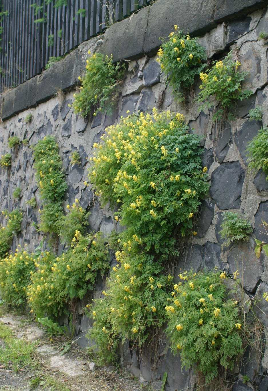 Cymbalario muralis-asplenion vegetace zdí s jihoevropskými neofyty Corydalis lutea a