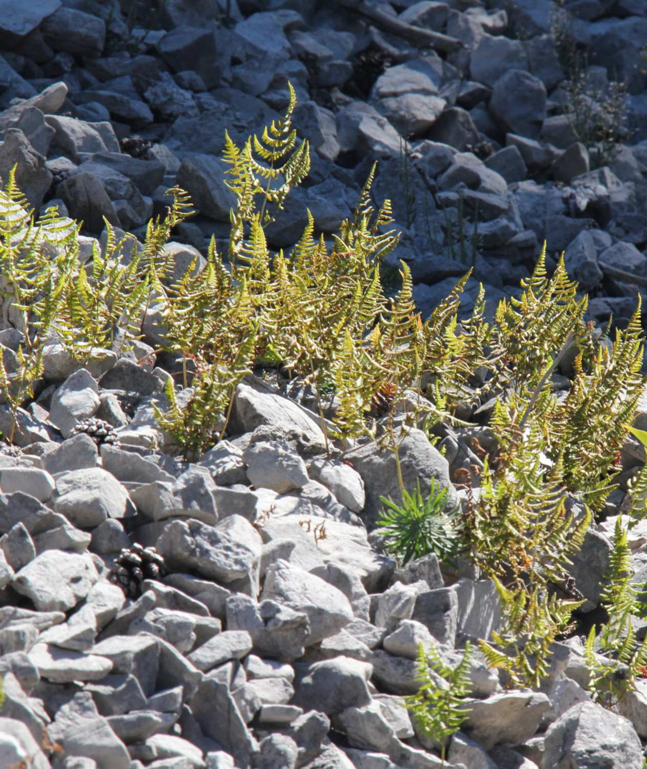 Stipion calamagrostis teplomilná vegetace pohyblivých vápencových sutí s