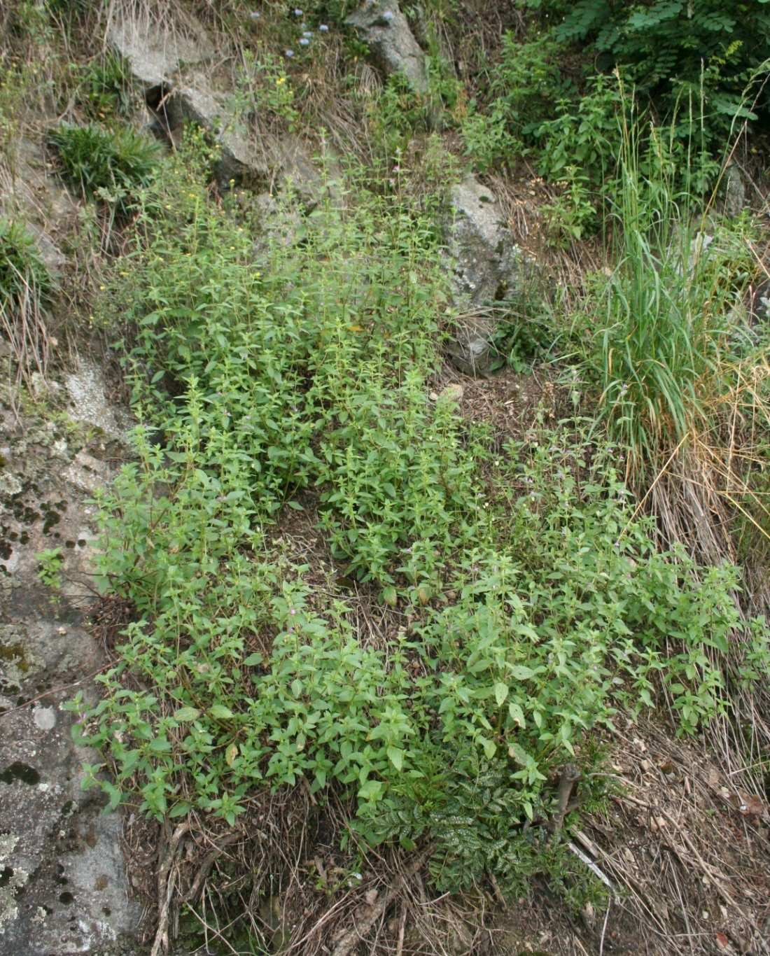Galeopsion Klasifikace vegetace skal, sutí a zdí vzácná vegetace kyselých pohyblivých