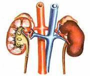 MOČOVÝ SYSTÉM = ledviny a vývodné cesty močové LEDVINY (ren, nefros) párový orgán, fazolovitého tvaru, velikost 12 x 6 x 3 cm uloženy v tukovém obalu v bederní krajině zásobují je renální tepny, což