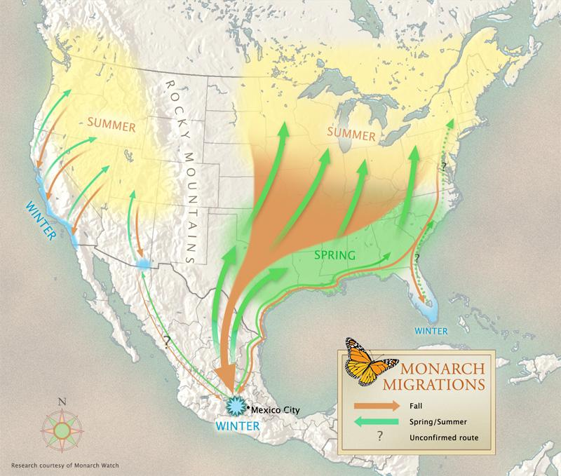 Monarcha stěhovavý (Danaus plexippus) Migrace s jedním návratem Dvě populace v severní Americe (východní a západní) Východní