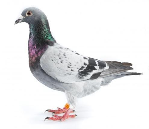 dvě skupiny poštovních holubů se stejného holubníku holubům z experimentální skupiny byla před vypuštěním umístěna za krk magnetická tyčinka (cca 3g)