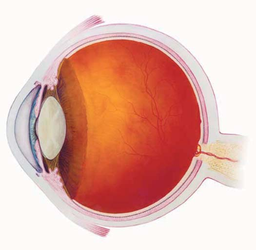 Oddíl 2 Poškození zraku způsobeného otokem žluté skvrny v důsledku RVO Co je to RVO a jak ovlivňuje můj zrak? RVO označuje uzavření žíly (nebo žil) v oku.