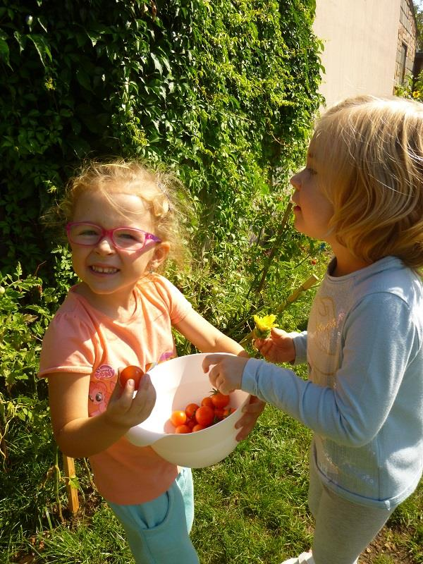 PĚSTUJEME BRAMBORY, HRÁŠEK, RYBÍZ A RAJČATA Společně s dětmi jsme připravili samostatné záhony pro pěstování brambor, rajčat a hrášku.