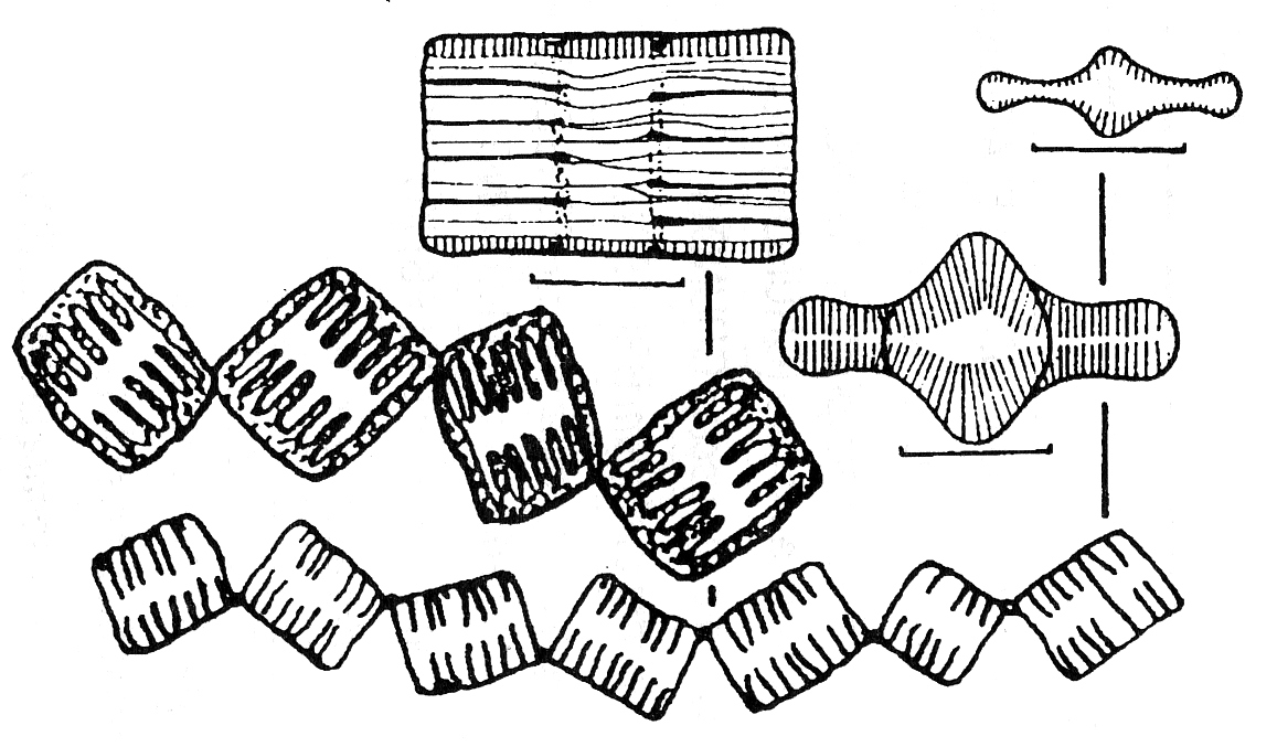 TŘÍDA: Bacillariophyceae - rozsivky ROD: Tabellaria Druhy T. fenestrata a T. flocculosa jsou hojné v planktonu i perifytonu.