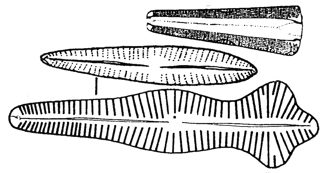 TŘÍDA: Bacillariophyceae - rozsivky ROD: Gomphonema Buňky tohoto rodu jsou souměrné jen podle dvou rovin, a to podle podélné a sagitální (horizontální).