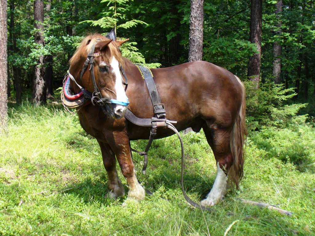 Pan Radim Lichý je zkušený kočí. Je to muž 175 cm vysoký, střední postavy s věkem 35 let. Zaměstnáním kočího se živí již 13 let. S koněm Princem pracuje již 8 let. Obrázek č.