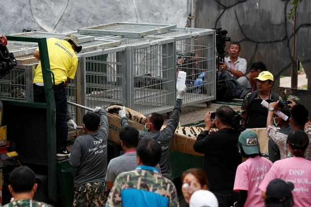 Foto: Reuters Mniši dostali povolení na "ubytování" tygrů v roce 2001, a to pod podmínkou, že je nebudou rozmnožovat a nebudou se na nich obohacovat. Návštěvníci ale za vstup mezi šelmy museli platit.