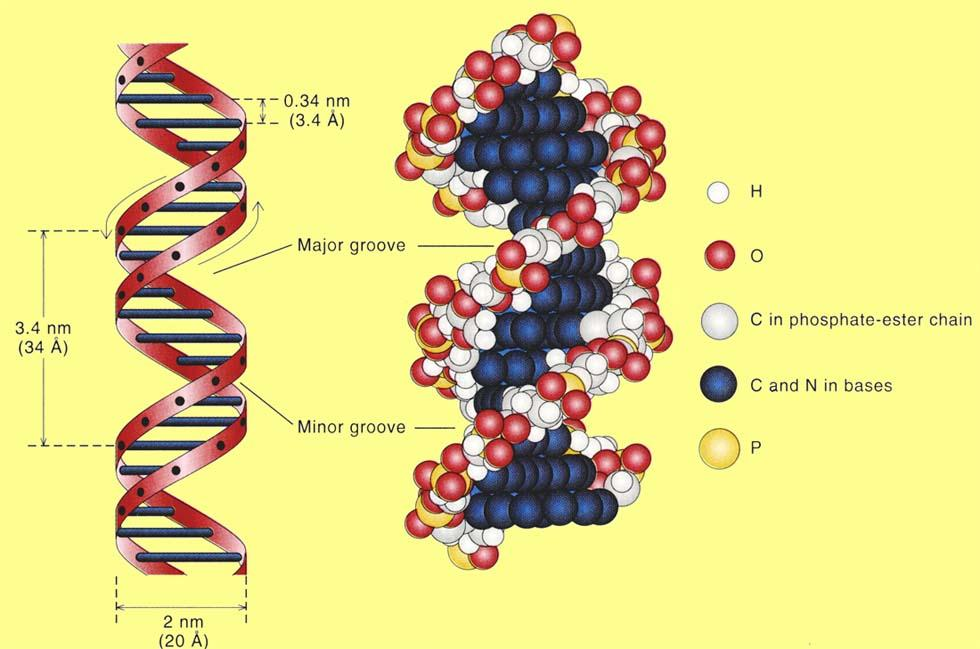 DNA existuje v nativní formě převážně jako