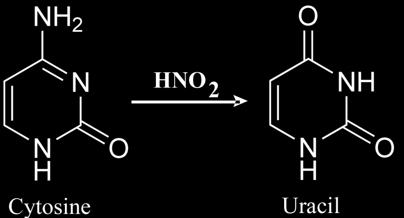 Chemické mutageny 2 Deaminace Deaminace HNO 2 Adenin