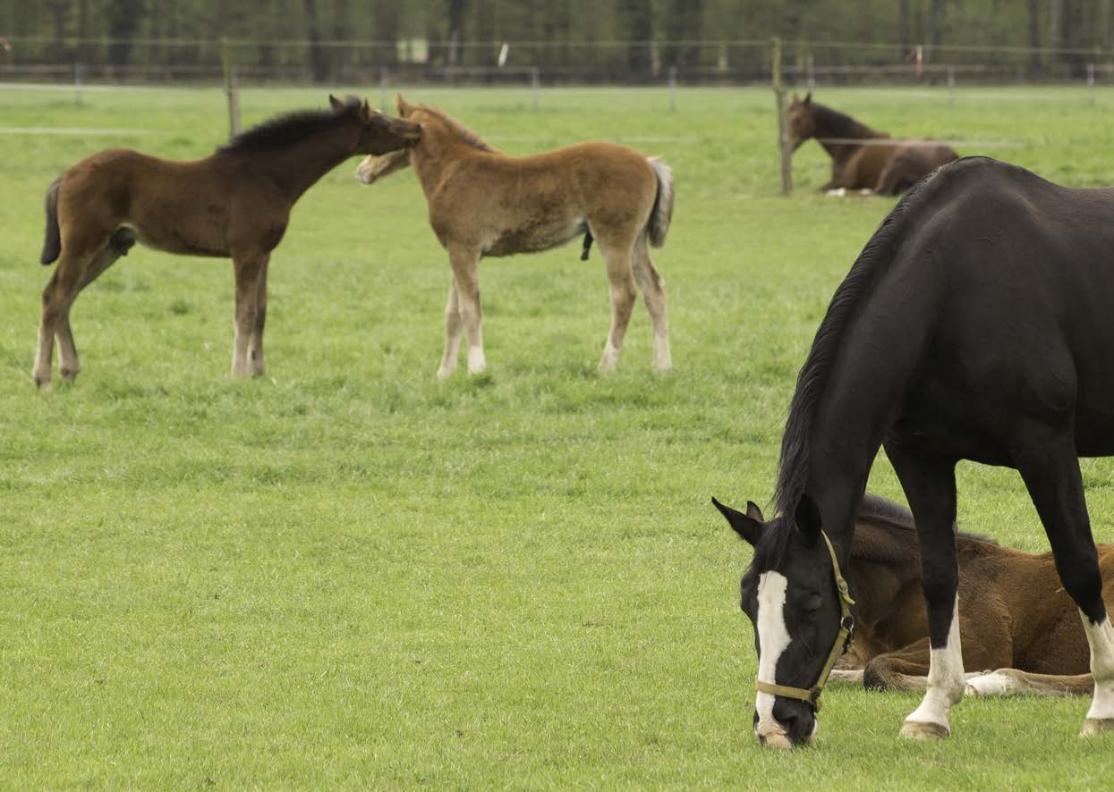 obsah slovo ústředního ředitele...1 o státní veterinární správě...2 legislativa...3 veterinární hygiena.