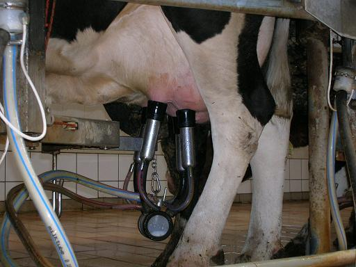Mléko Sekret mléčné žlázy savců Složení kravského mléka: sušina: 12,5 %, voda: 87,5 % Sušina kravského mléka tvořena: 3-5 % (hm.) mléčný tuk 3,2-3,3 % (hm.) bílkoviny 4,8 % (hm.) laktosa 0,7-1 % (hm.