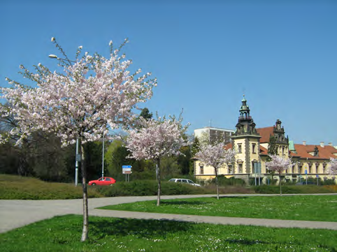 Nově navrhované dřeviny Inspirace stromořadí sakur stromořadí Prunus stromořadí Magnolia další dřeviny 1 1 2