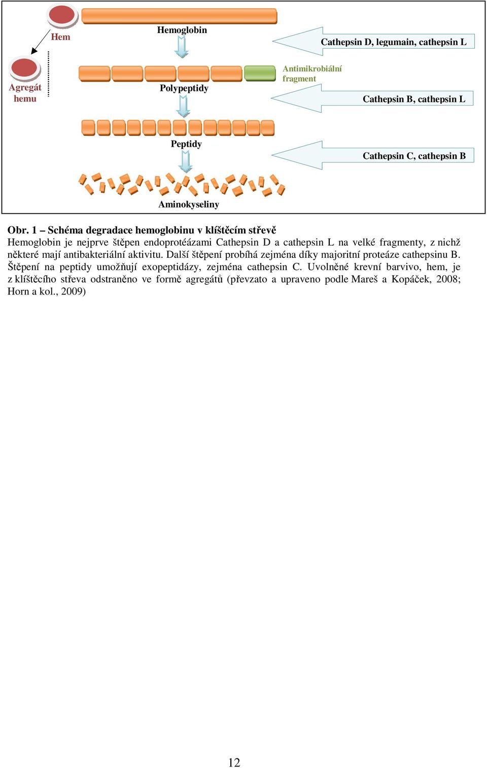 1 Schéma degradace hemoglobinu v klíštěcím střevě Hemoglobin je nejprve štěpen endoprotéázami Cathepsin D a cathepsin L na velké fragmenty, z nichž některé mají