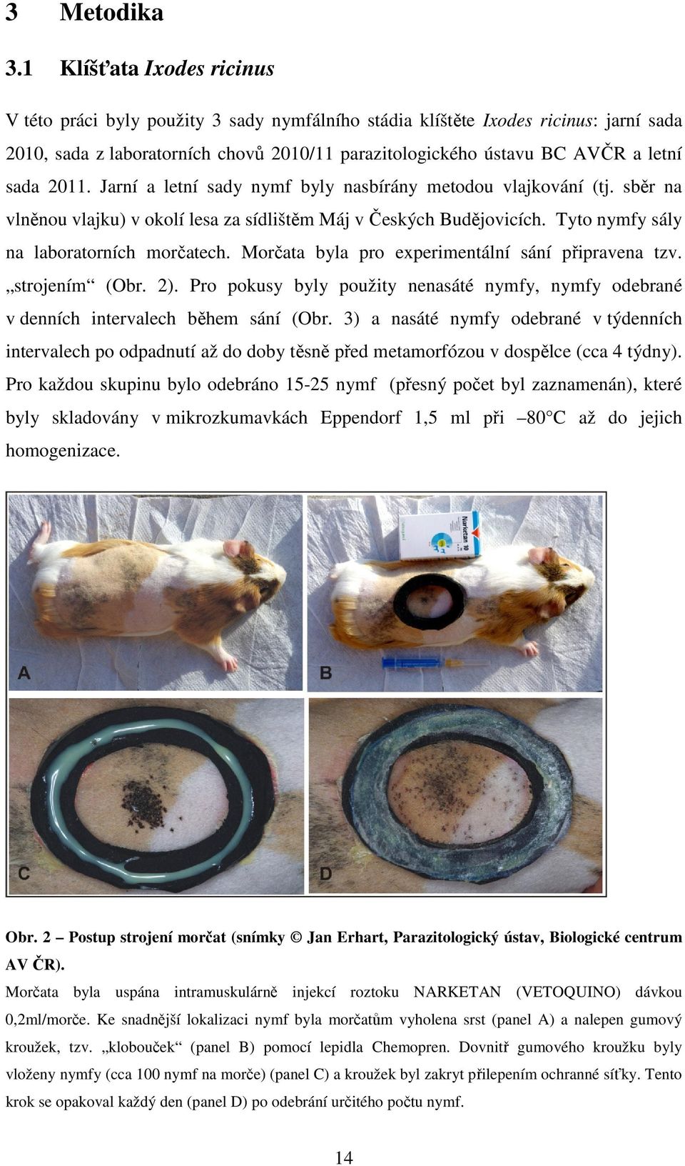 2011. Jarní a letní sady nymf byly nasbírány metodou vlajkování (tj. sběr na vlněnou vlajku) v okolí lesa za sídlištěm Máj v Českých Budějovicích. Tyto nymfy sály na laboratorních morčatech.