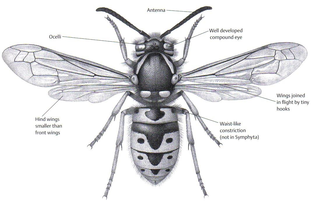 Řád: HYMENOPTERA (Blanokřídlí) 0,1-60 mm, hlava hypognátní, pohyblivá, složené oči obv. velké, ocelli obv.