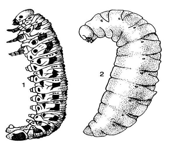 Larva dobře vyvinutá hlava, thorakální končetiny, abdomen 9 až 10 článkový Symphyta housenice, hlava silně sklerotizovaná, kousací ústní ústrojí, 1 pár oček, na abdominu 6 až 8 párů panožek (na 2.