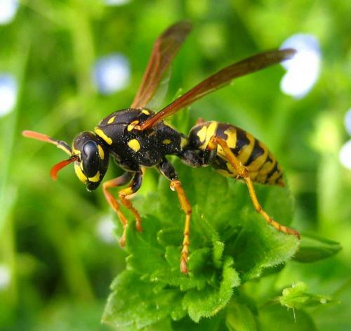 Systém a zástupci u nás ca 10 000 druhů, celkem 198 000 druhů, 205 fosilních HYMENOPTERA Symphyta širopasí Apocrita štíhlopasí zadeček široce dosedá k hrudi 12 čeledí, larvy housenice, samice mají