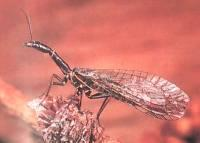 angl. snakeflies Řád: RAPHIDIOPTERA (Dlouhošíjky) velikost 10 25 mm hlava prognátní, složené oči velké, ocelli 3 nebo chybí ústní ústrojí kousací; prothorax prodloužený, mesothorax a metathorax