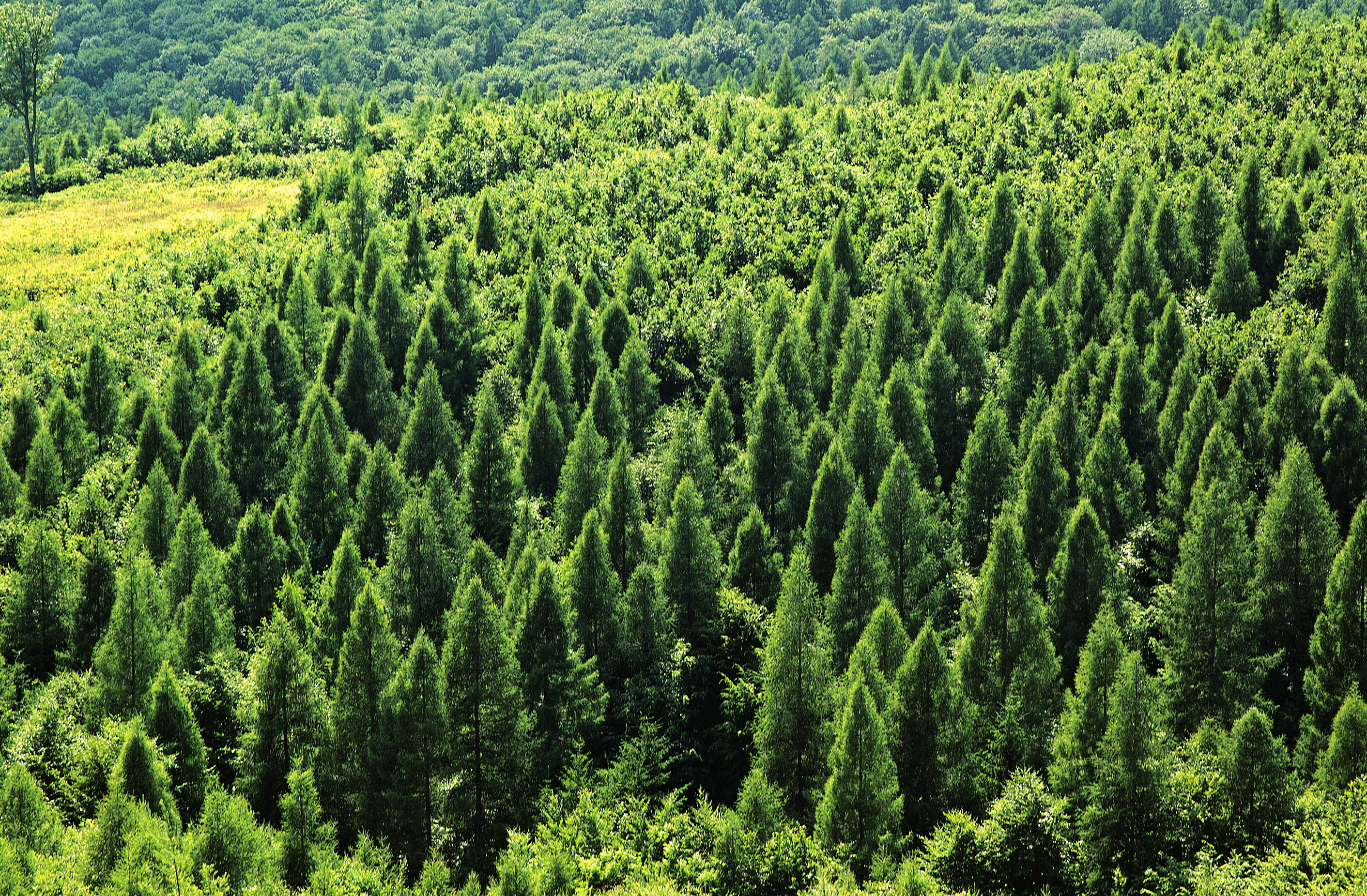 Ústav pro hospodářskou úpravu lesů brandýs nad labem Výstupy Národní inventarizace lesů uskutečněné v letech 2011 2015 Národní inventarizace lesů (NIL) je nezávislé šetření o skutečném stavu a