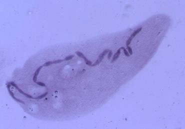 TVAR JADER - PLAZIVENKA Trvalý preparát: plazivenka (Spirostomum sp.