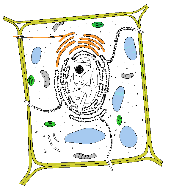 Rostlinná buňka Golgiho aparát (systém) Jádro (jaderná membrána) Jadérko Plastidy Endoplazmatické retikulum drsné ER