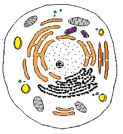 Živočišná buňka Endoplazmatické Retikulum - hladké Jádro Jadérko Cytoplazma Lysozom