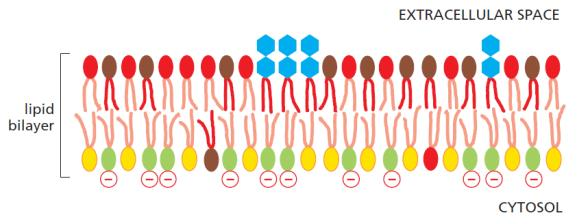 Buňka asymetrie struktur asymetrie membrán ve složení lipidů - orientací proteinových složek - v povrchových modifikacích asymetrie buňky omezení volného pohybu membránových