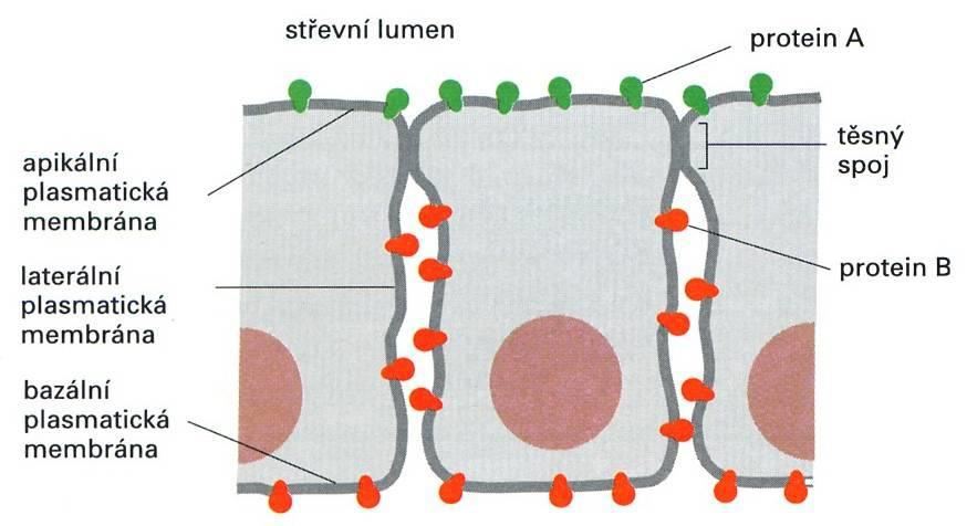 Buňka asymetrie struktur asymetrie buňky omezení volného pohybu membránových proteinů - funkční
