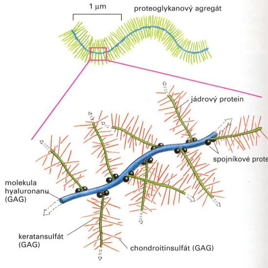 Mezibuněčná hmota živočišných buněk základem jsou kolageny a glykosaminoglykany (GAG, volné nebo jako proteoglykany) kolagenové fibrily: pevnost v tahu GAG: gelovitá výplň odolnost vůči tlaku