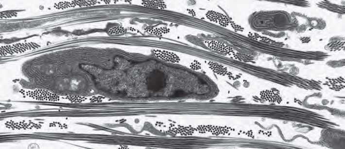 Mezibuněčná hmota živočišných buněk Fibroblasty v pojivové tkáni Fibroblasty obklopený kolagenovými fibrilami Campbell biology