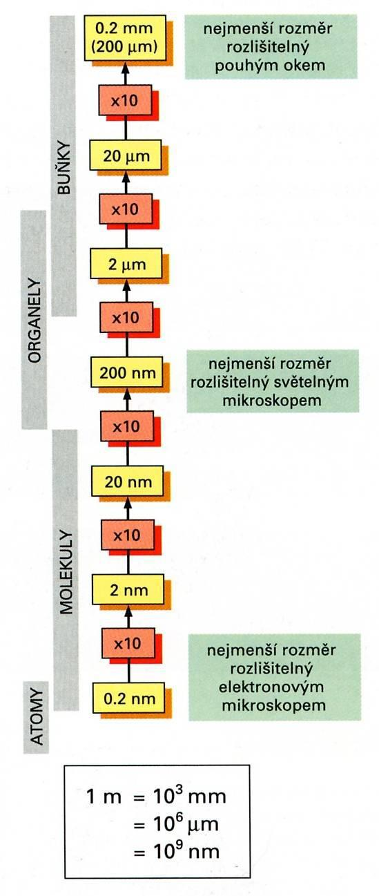 Morfologie buňky základní charakteristiky velikost prokaryota (bakterie, sinice) desetiny až jednotky mm eukaryota nejčastěji 10 100 mm výjimky až desítky cm sklerenchymatické buňky nervové buňky