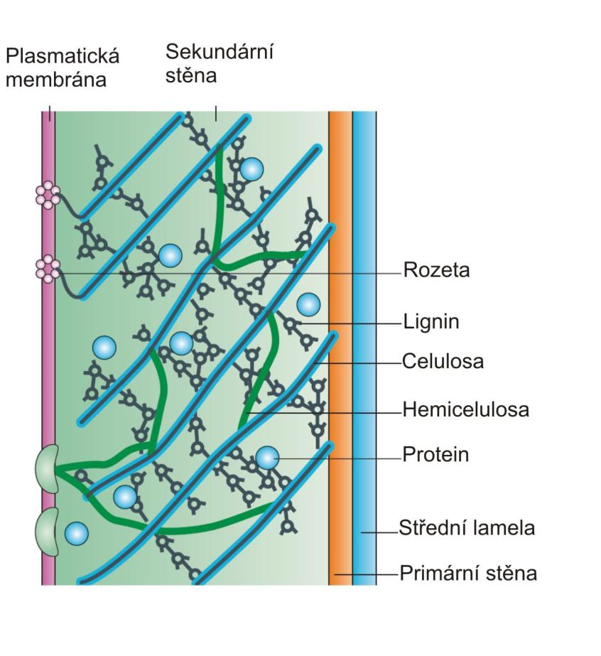 Buněčná stěna rostlin růst buněčné stěny apozice = přikládání nových vrstev celulosových fibril ke stávajícím dostředivě - většina buněk v pletivu odstředivě - buňky volné (pyl, výtrusy) - buňky