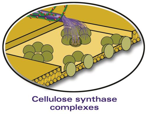 Buněčná stěna rostlin růst buněčné stěny Celulosa synthasa -hexamer (syntéza 6 celulos) tvořící větší