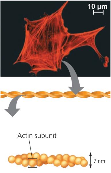 cytoskelet mikrotubuly mikrofilamenta střední filamenta struktura duté trubice dvě propletená aktinová vlákna fibrilární proteiny stočené do provazců průměr 25 nm (15 nm dutina) 7 nm 8 12 nm proteiny