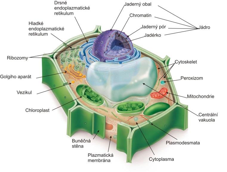 Morfologie buňky základní charakteristiky bakterie živočišná buňka rostlinná buňka Biology