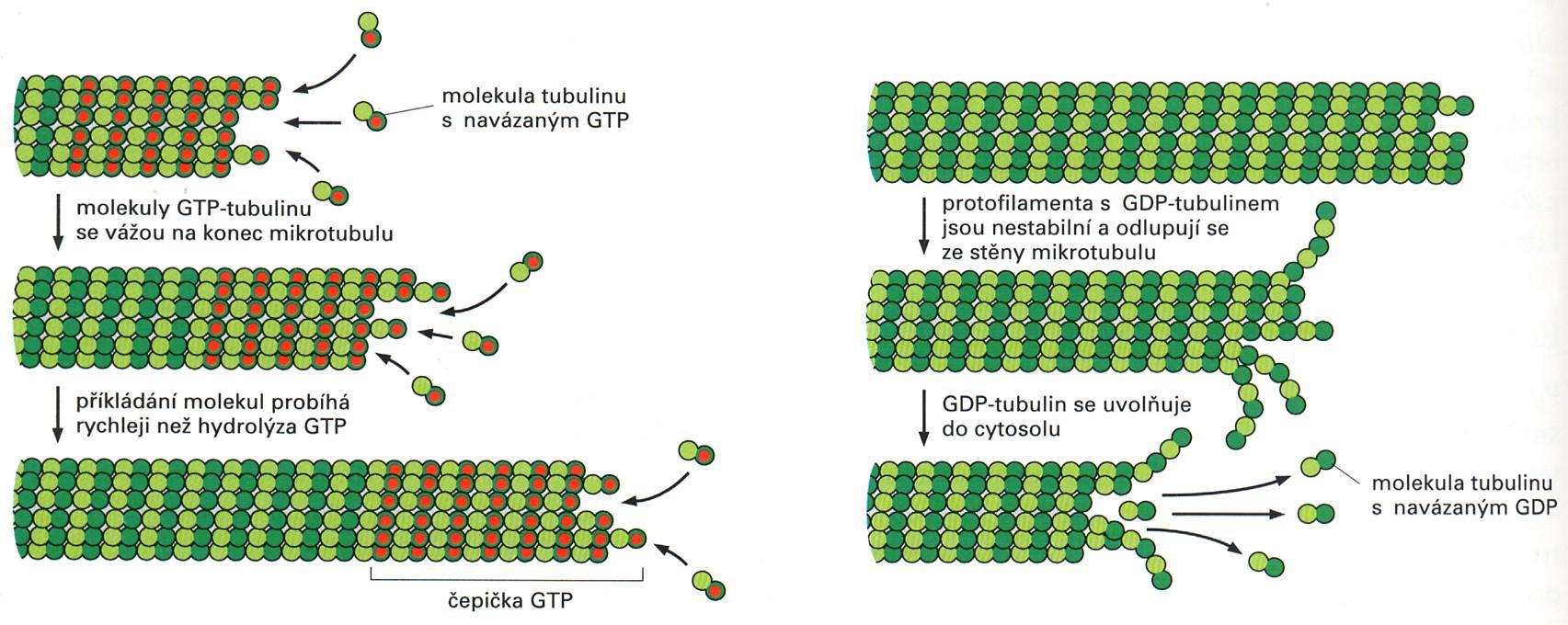 růst a zkracování mikrotubulů cytoskelet mikrotubuly rychlý růst i zkracování (regulovaný děj) schopnost prodlužovat pouze tubulin s navázaným GTP po hydrolýze GTP na GDP má tubulin tendenci z konce