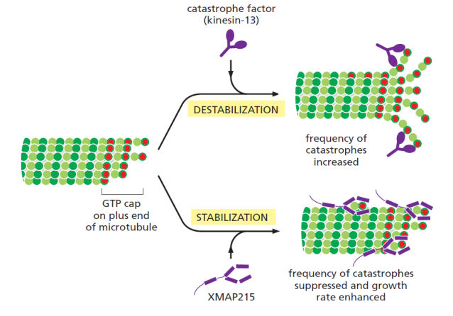 selektivně řízená stabilizace cytoskelet mikrotubuly pomocí přídatných (čapkovacích) proteinů