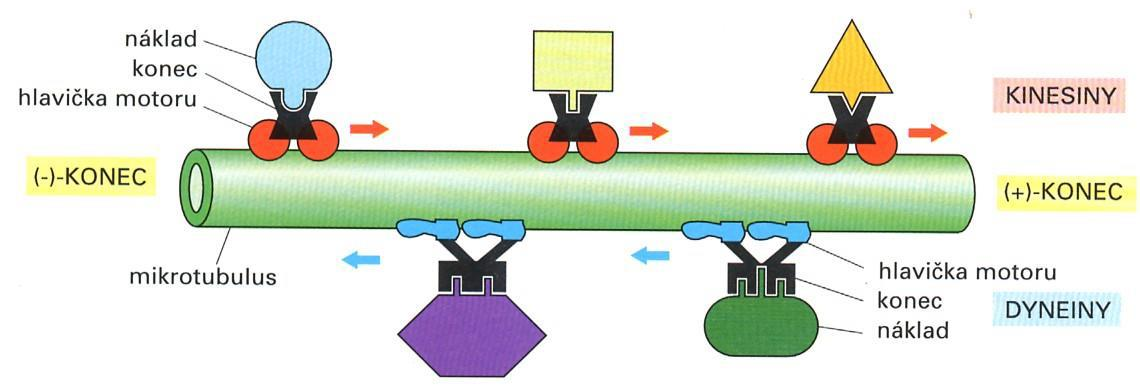 molekulové motory - transport cytoskelet mikrotubuly Dynein směrem k minus konci (k centriole poblíž jádra) Kinesin směrem k plus konci (k periferii buňky) Energii poskytuje hydrolýza ATP vedoucí ke