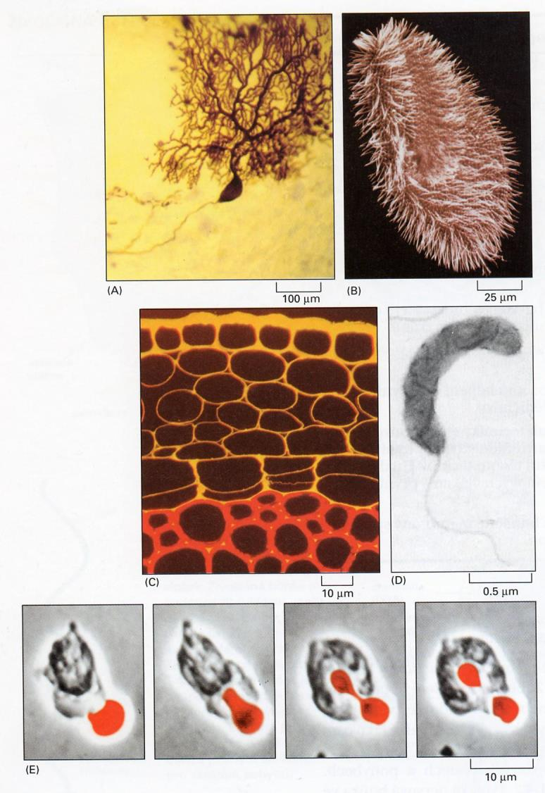 Morfologie buňky základní charakteristiky neuron (Purkyňova b.