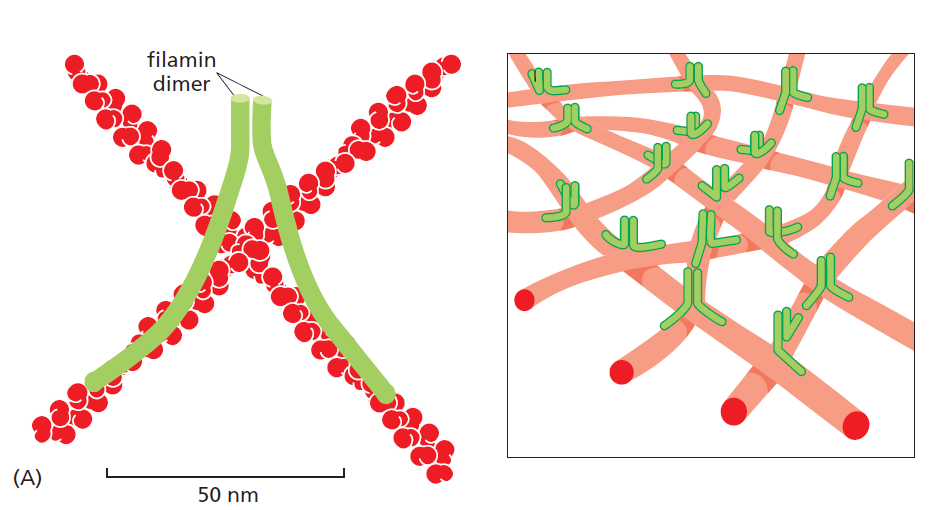 proteiny interagující s mikrofilamenty cytoskelet mikrofilamenta - ovlivňují rychlost polymerace (+ profilin, - thymosin) - chrání konce (Arp komplex) - nukleace růstu