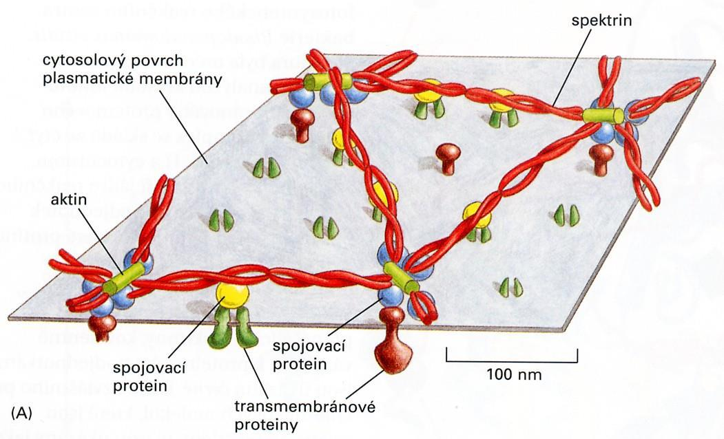 cytoskelet mikrofilamenta Buněčný kortex tvořený spektrinem zakotveným