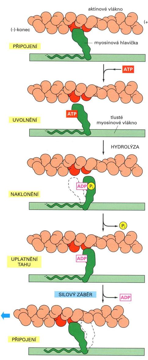 aktin-myosinový komplex princip: cytoskelet mikrofilamenta navázání ATP uvolnění ATP-myosinu z vazby na mikrofilamentum hydrolýza ATP změna konformace