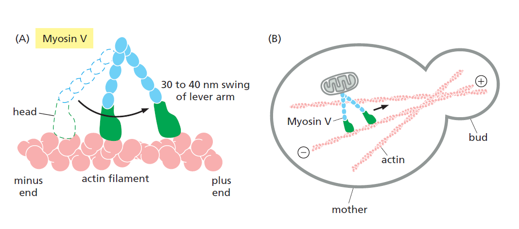 cytoskelet mikrofilamenta aktin-myosinový komplex
