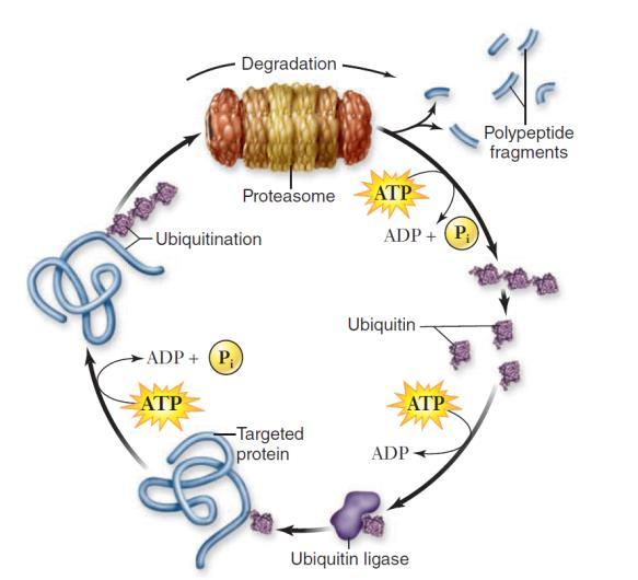 proteasomy proteinové komplexy, velikost podobná malé podjednotce ribosomu funkce degradace nefunkčních polypeptidů a nežádoucích proteinů typické pro eukaryoty a archaebakterie, v prokaryotech pouze