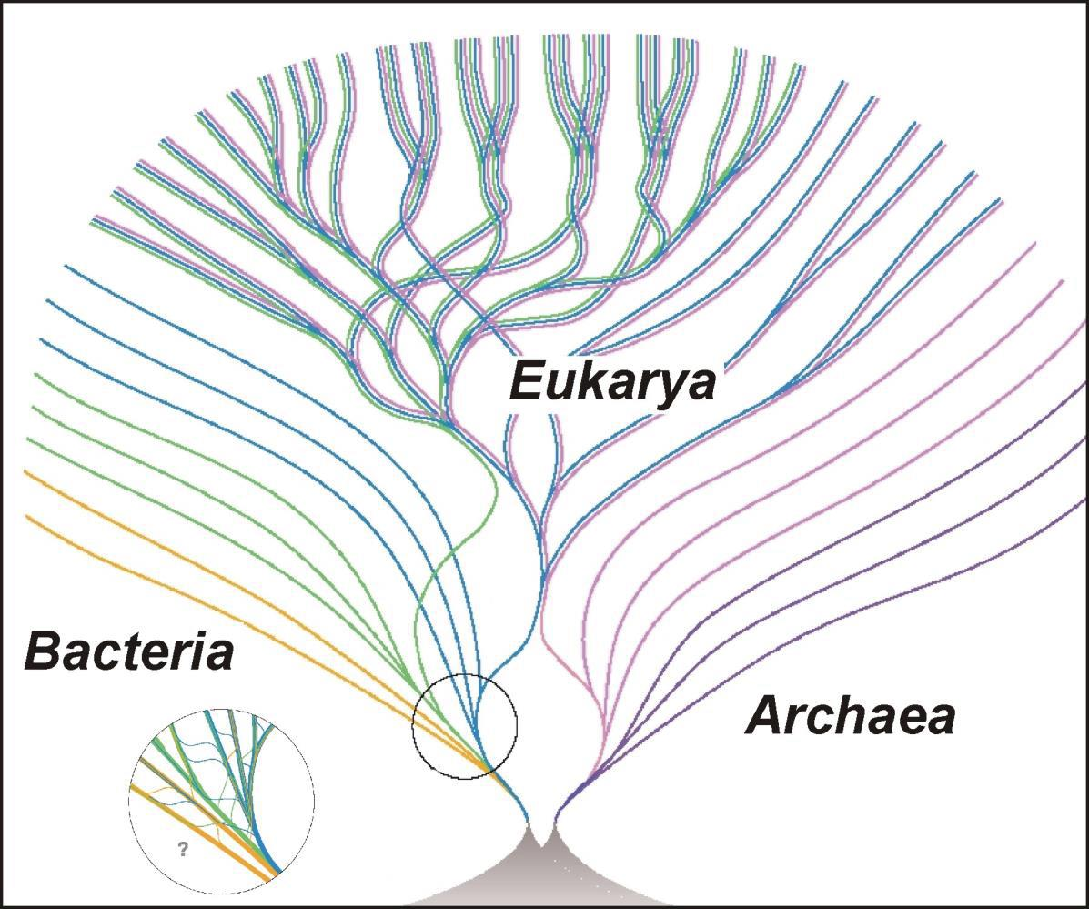 Evoluce eukaryotní buňky Horizontální přenos genů společně s evolucí spletitá síť řada