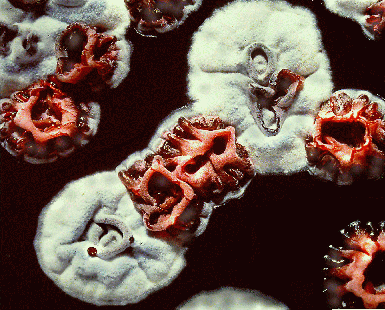 Tělo hub - stélka (thallus) u většiny hub se skládá z podélných vláken - hyfy s jasně diferencovanými stěnami buněk Mycelium (podhoubí) -tvoří soubor hyf, který vytváří mnohojaderný,